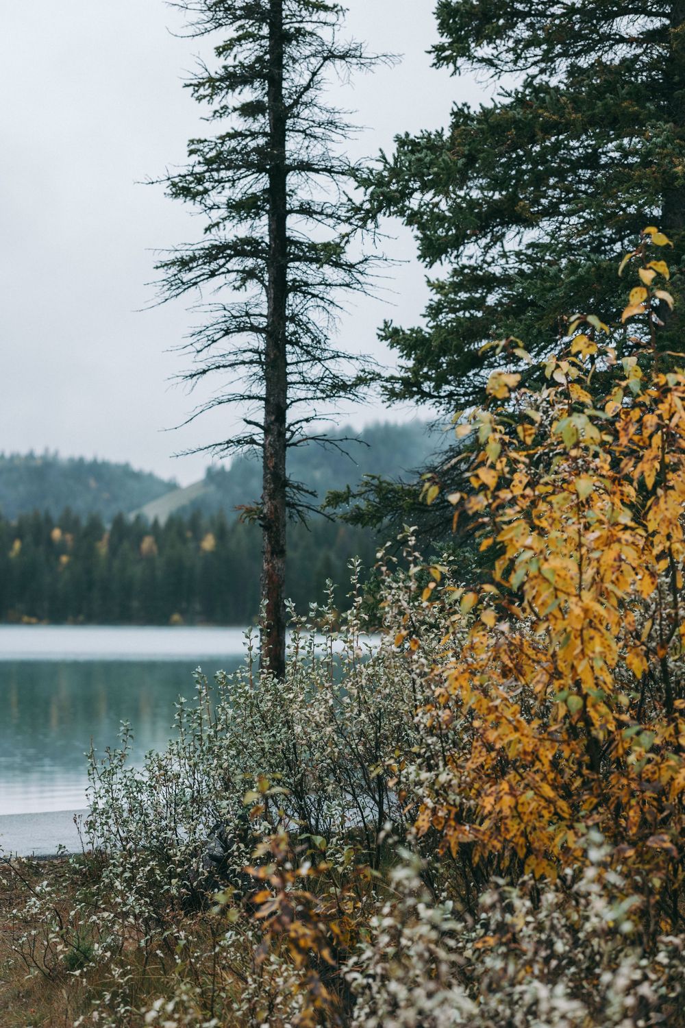 Misty lake view with evergreen trees and golden autumn foliage along the shoreline in moody weather.