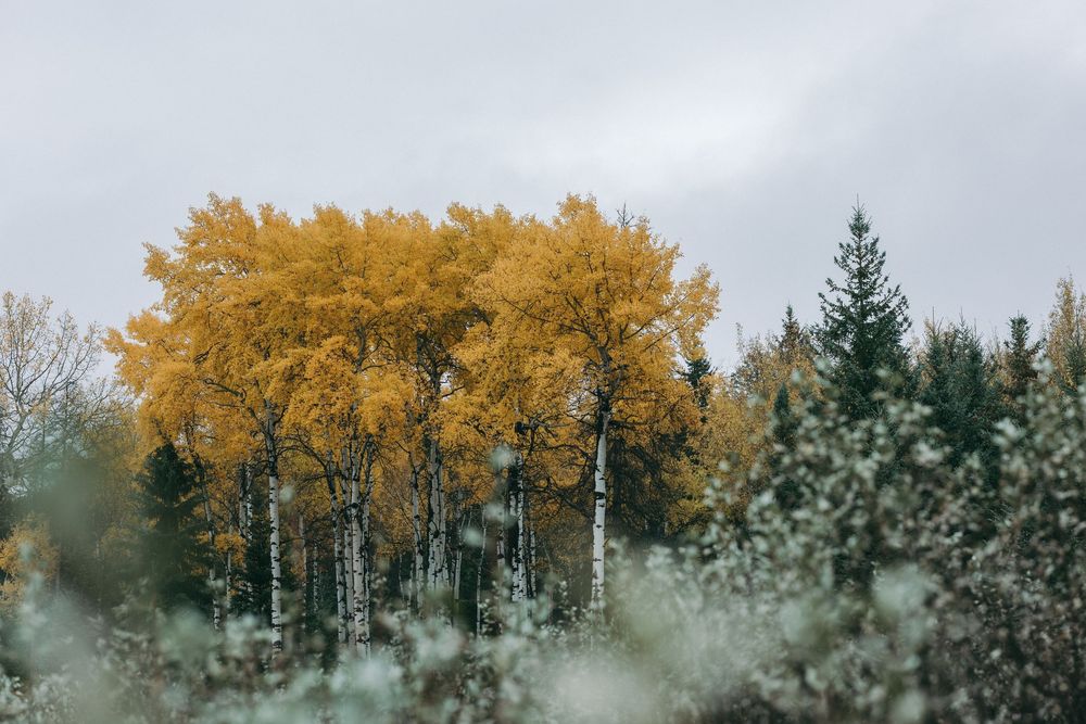 Row of yellow aspen trees against dark evergreen forest under cloudy autumn skies.