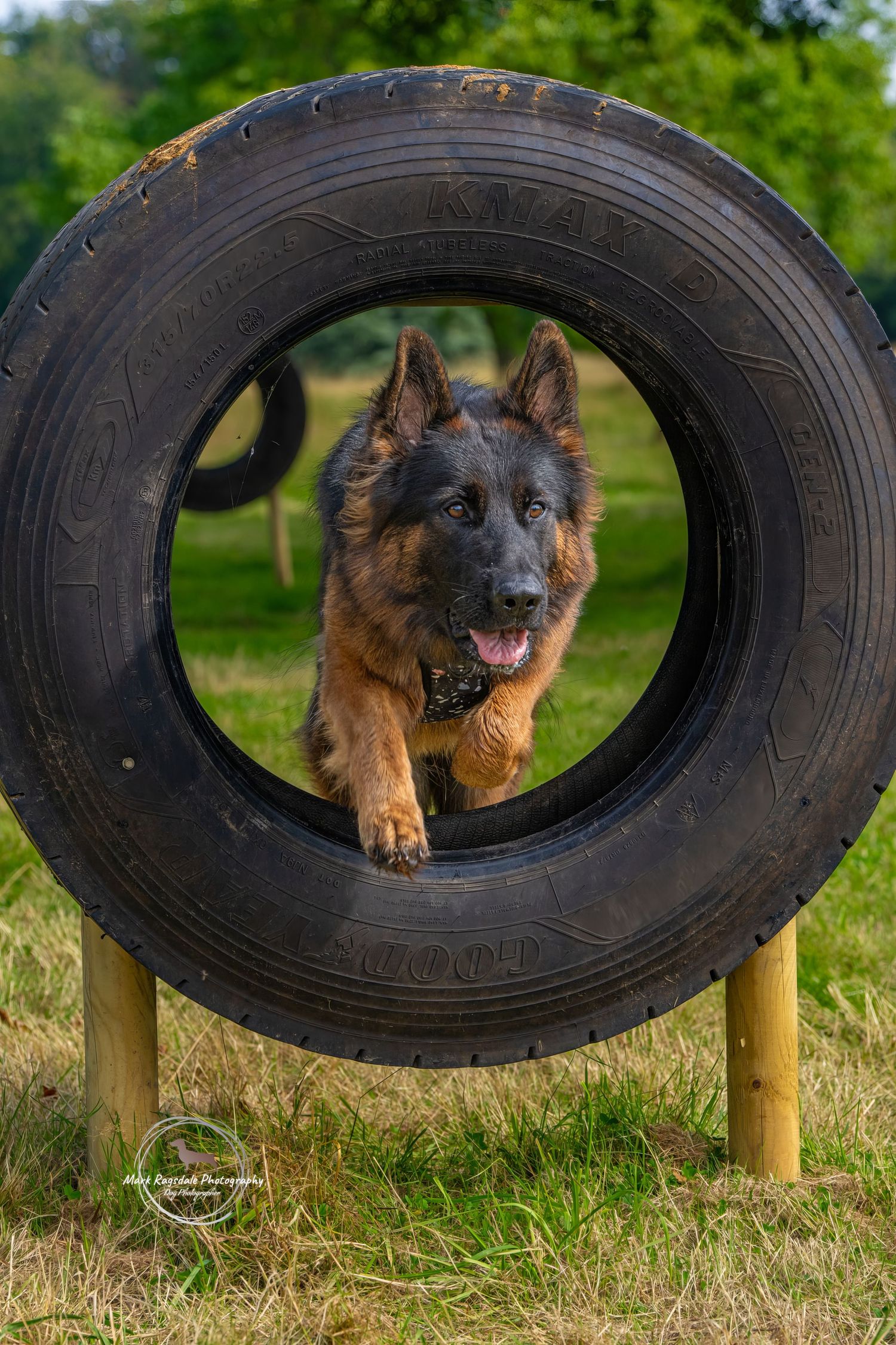 German Shepherd dog jumps through a large tire obstacle during agility training on a sunny day.