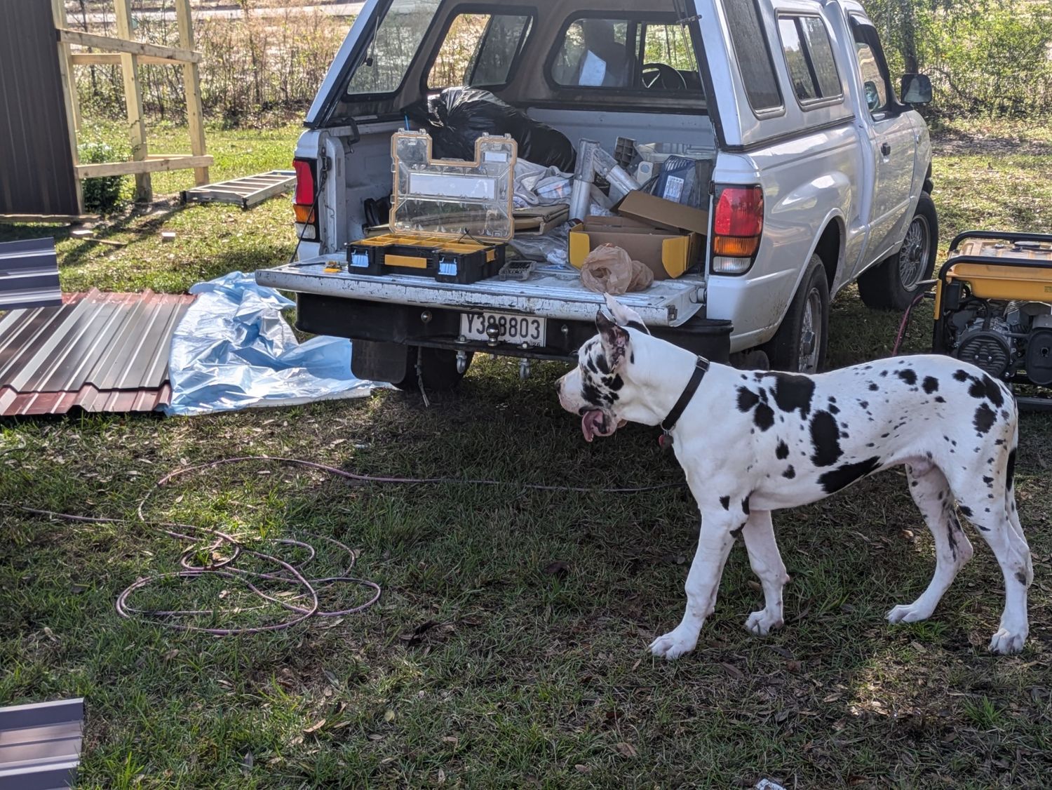 Great Dane dogs lounging near parked vehicles in an outdoor setting.