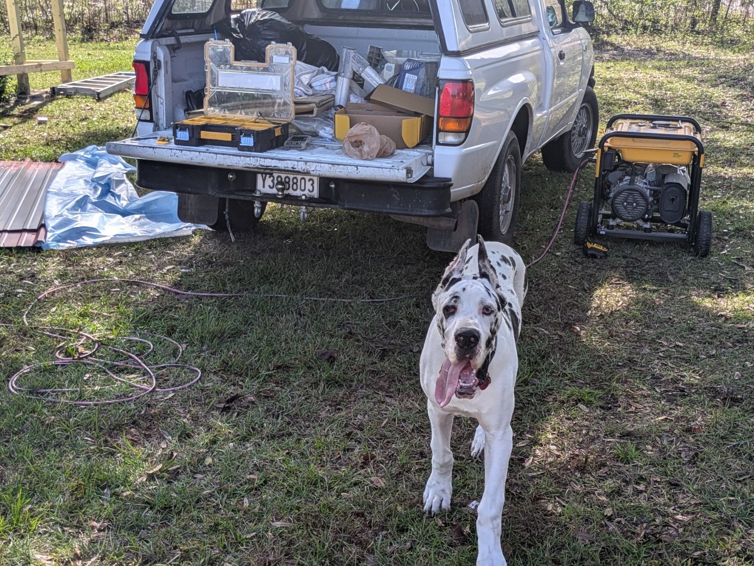 Multiple Great Dane dogs resting beside trucks in a grassy area.