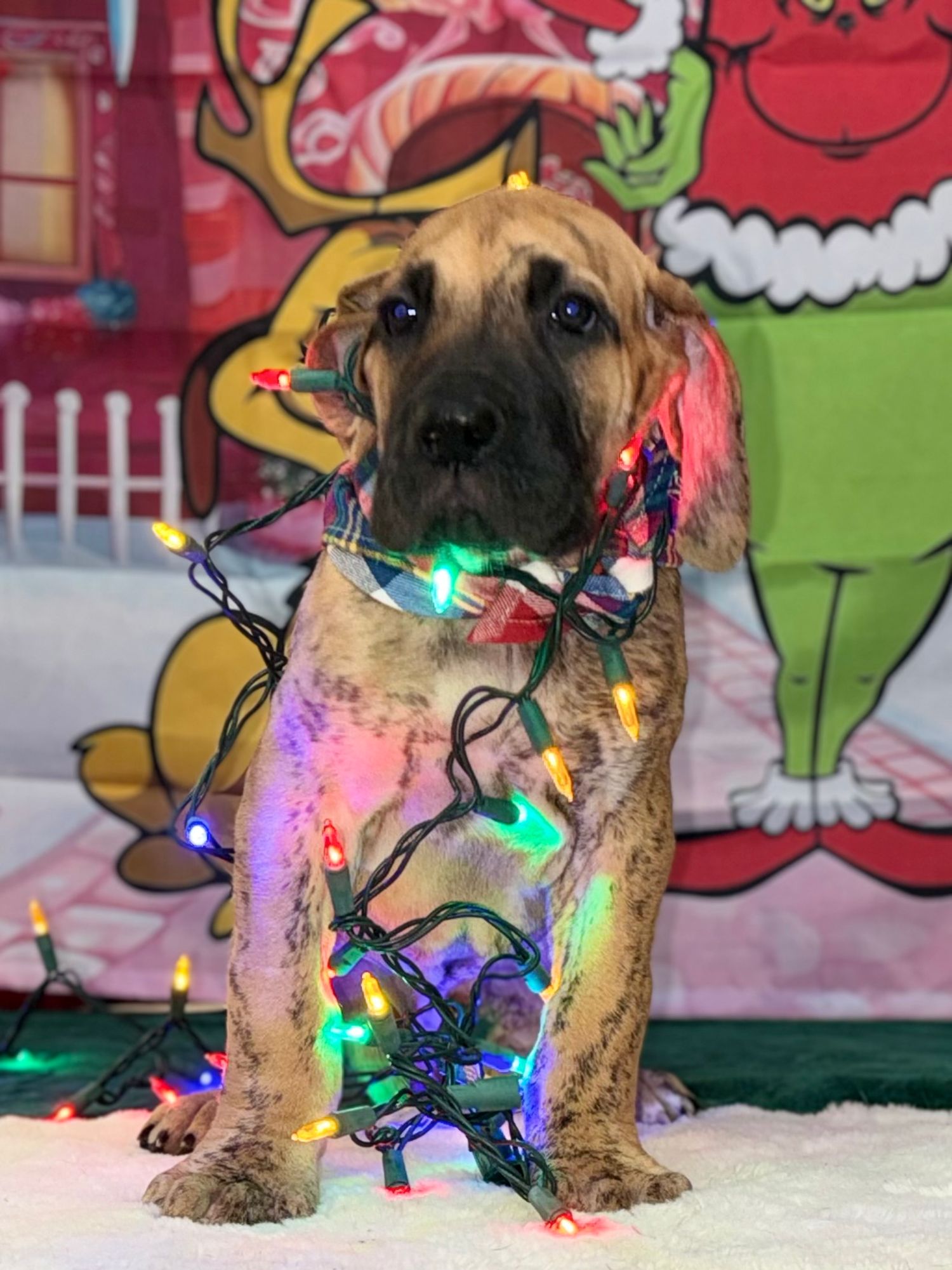 Puppy wrapped in colorful Christmas lights against festive cartoon backdrop.