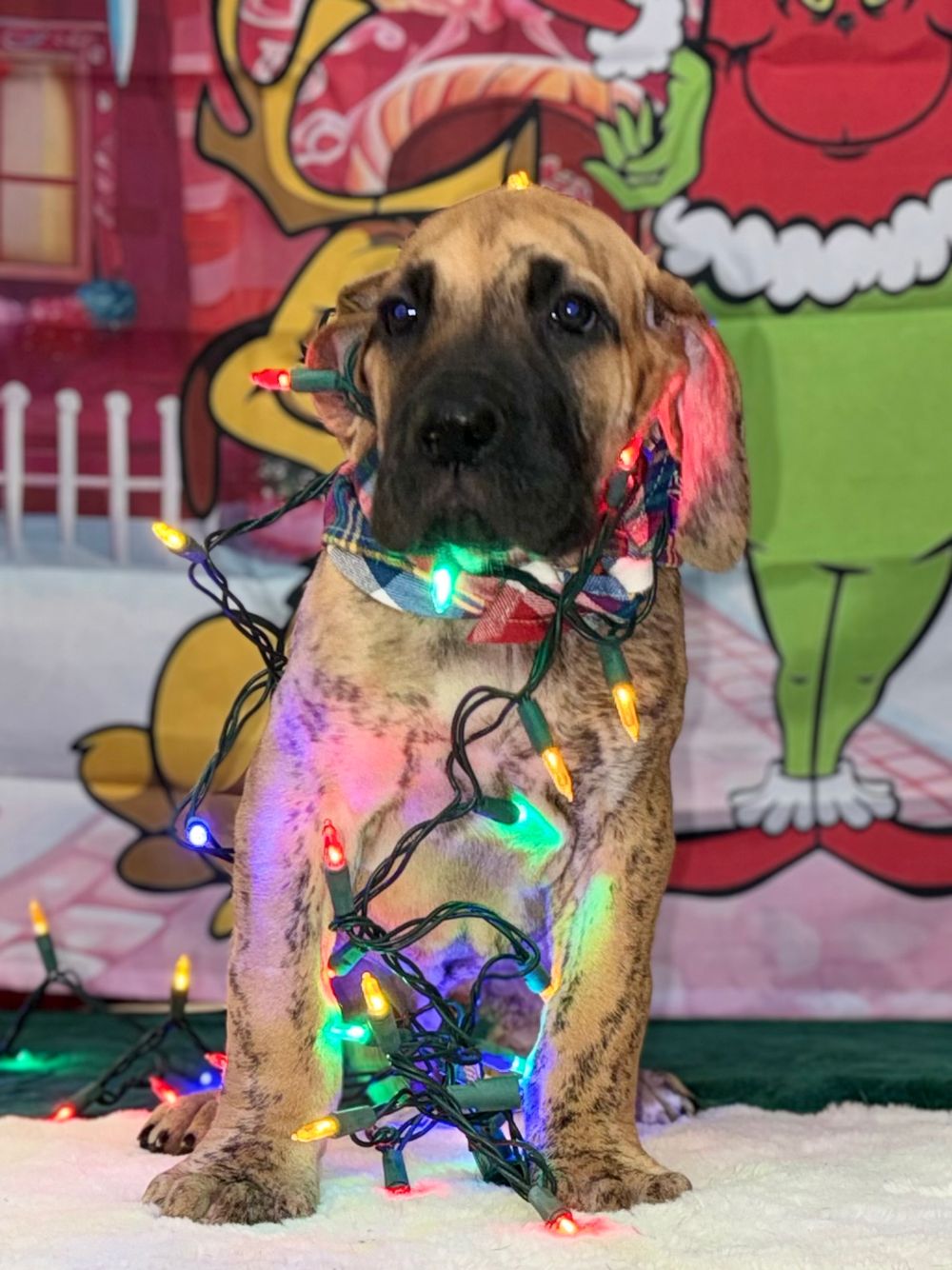 Puppy wrapped in colorful Christmas lights against festive cartoon backdrop.