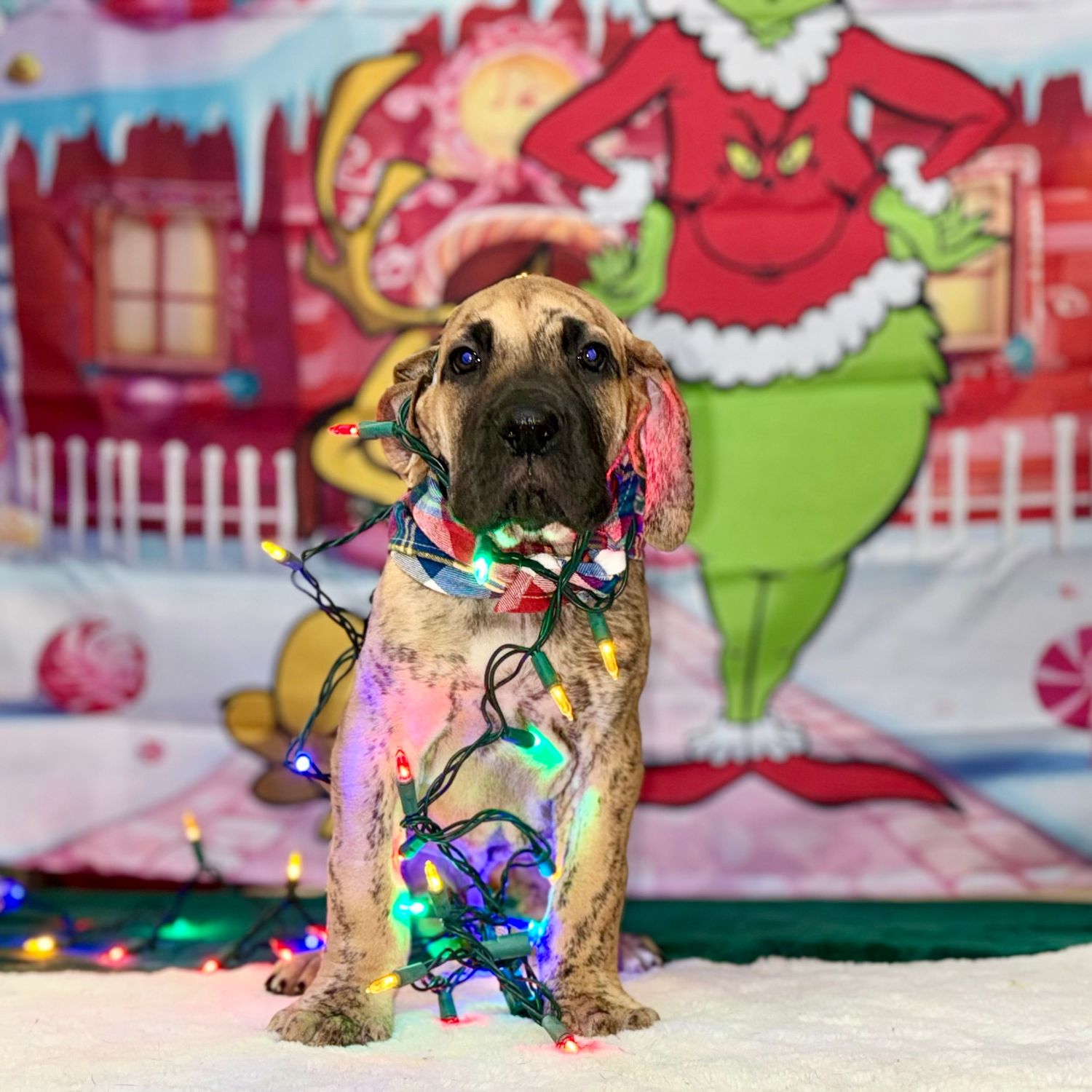Dog decorated with holiday lights poses against colorful Christmas-themed background.
