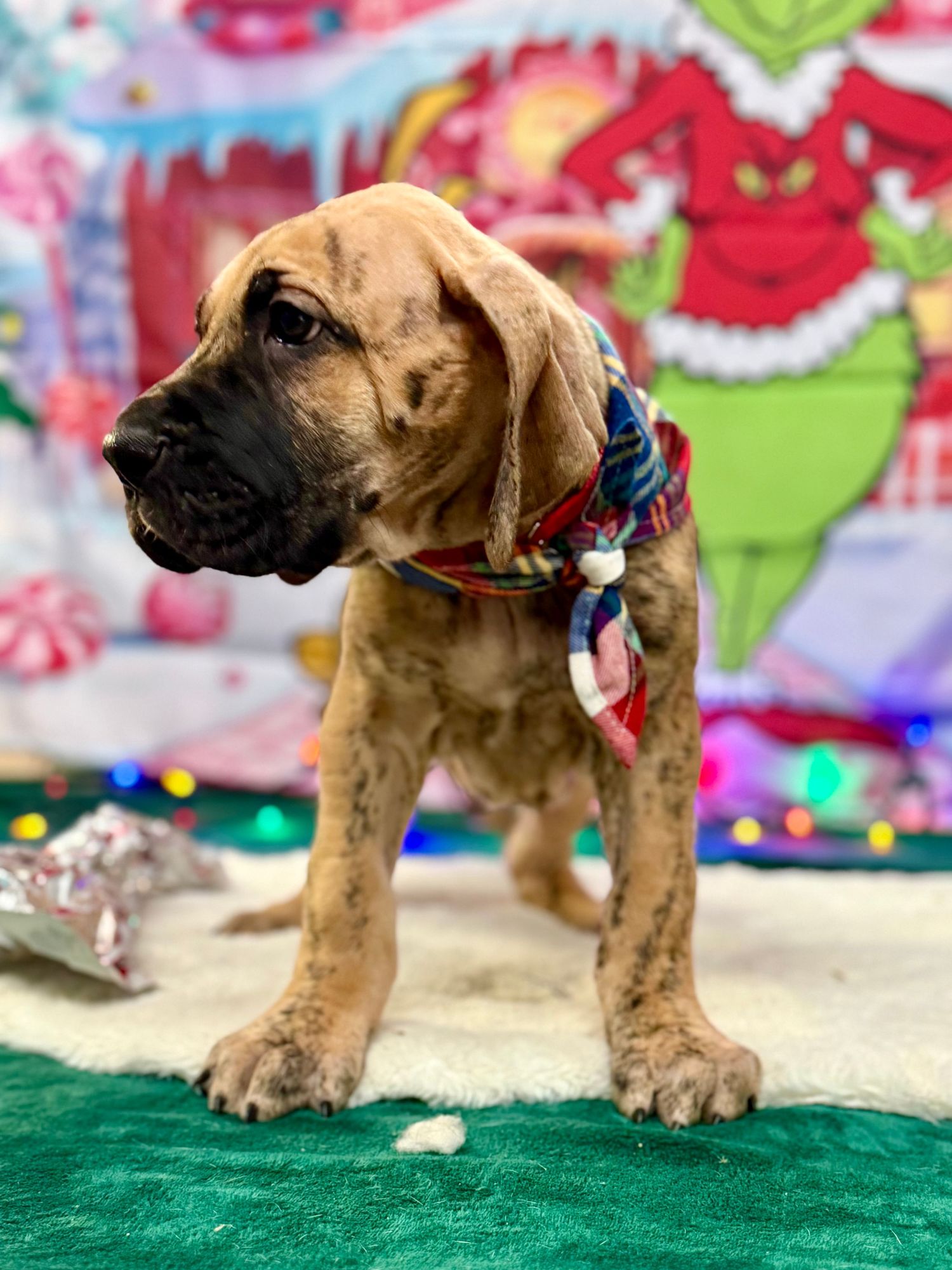 Tan mastiff puppy wearing plaid bandana poses on green carpet with festive holiday backdrop.