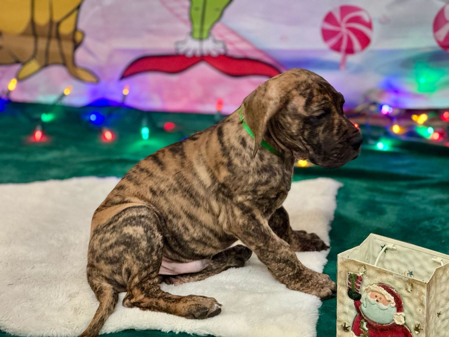 Brindle dog lying down on white surface with festive holiday lights in background.