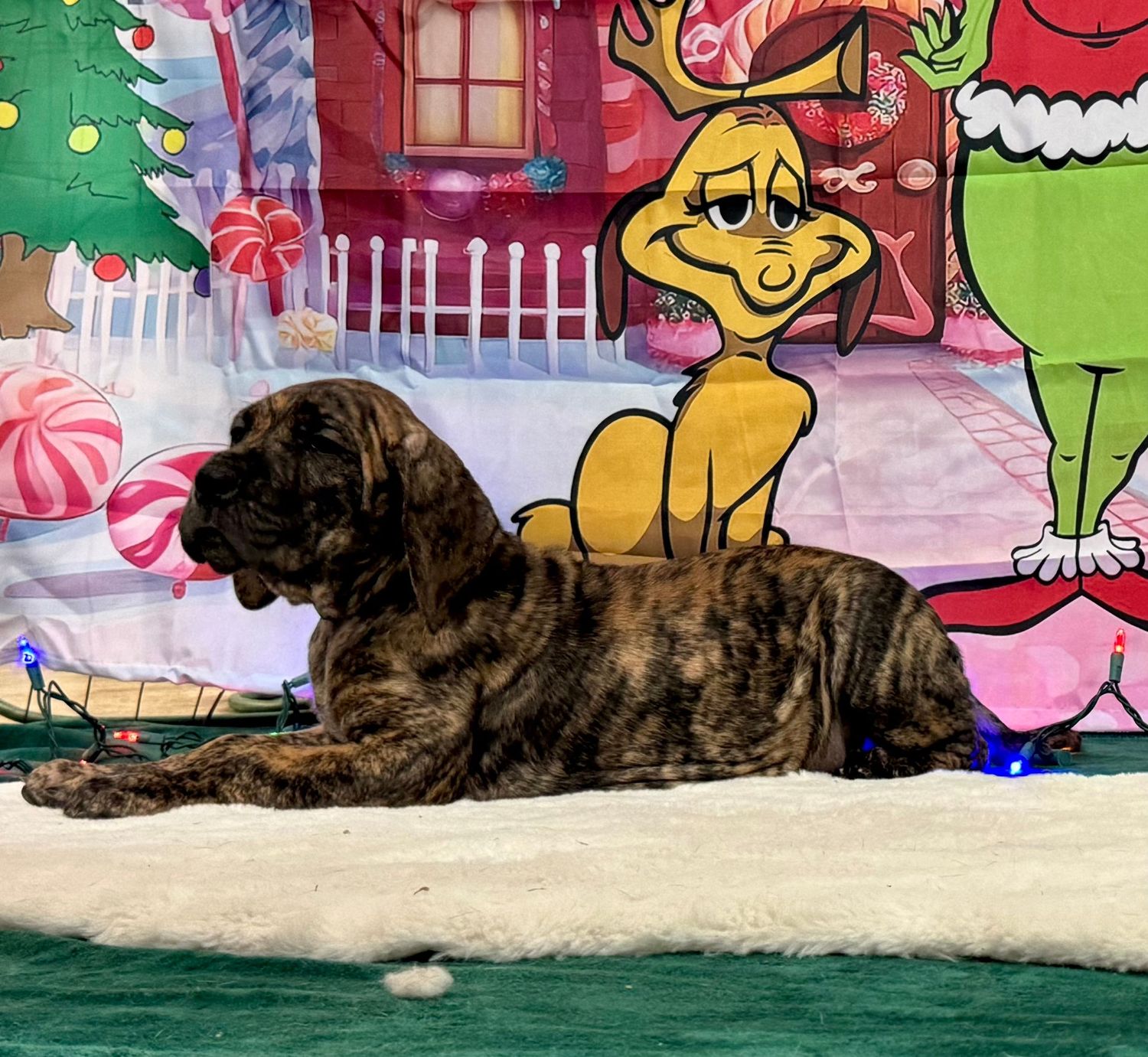 Dog relaxing against colorful holiday backdrop with candy cane and cartoon decorations.
