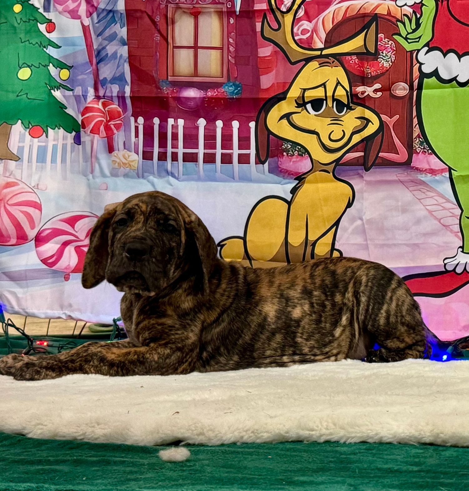 Large dog resting on floor against colorful cartoon-themed backdrop with holiday decorations.