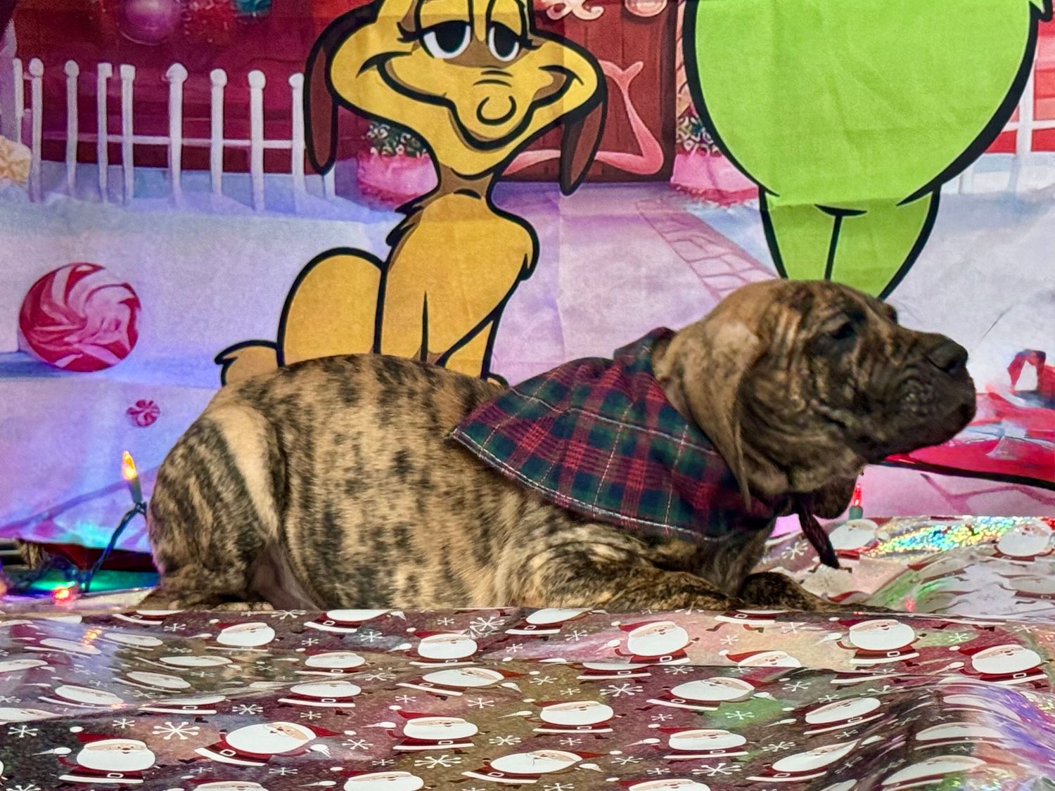 Large dog reclining on white surface with festive cartoon backdrop and scattered decorations.