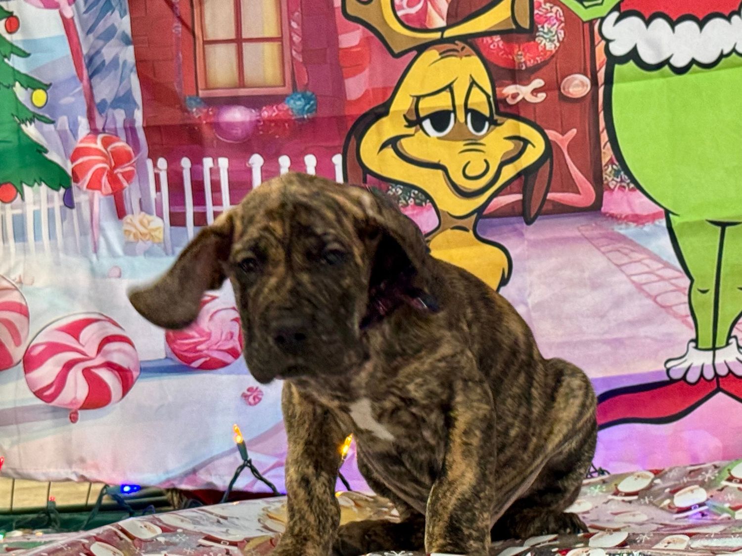 Dog posing against vibrant holiday-themed background with cartoon characters.
