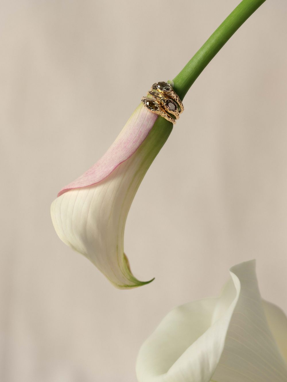 Delicate white lily flower with pink tinge photographed in soft focus against light beige background.