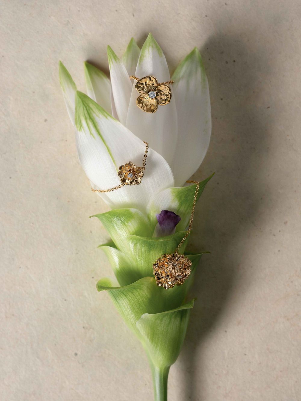 White tulip flower shown in sequence with an ornate gold brooch placed on its petals.