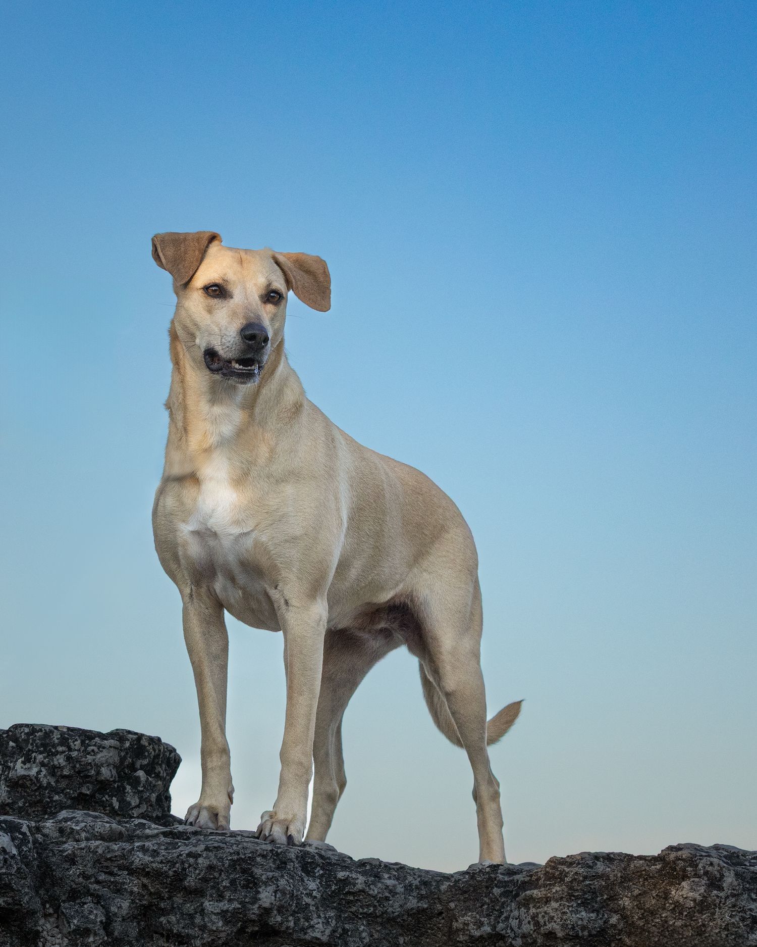 A tan dog stands alert on rocky terrain against a bright blue sky background in Austin, Texas.