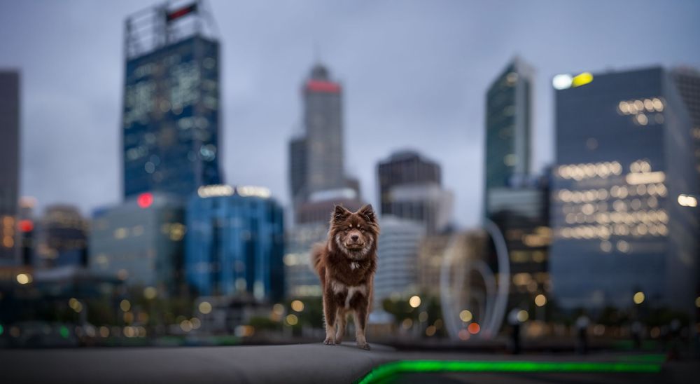 A brown dog stands confidently in front of Perth city skyline skyscrapers glowing in the dusk background.