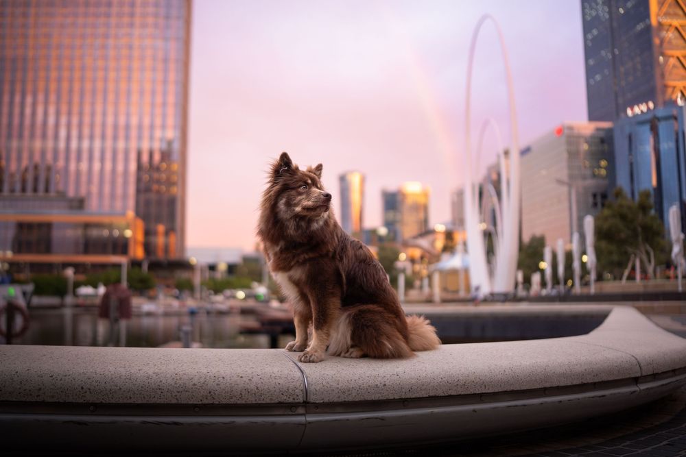 A fluffy dog sits on a ledge at dusk with city skyline, fountain, and rainbow in the background.