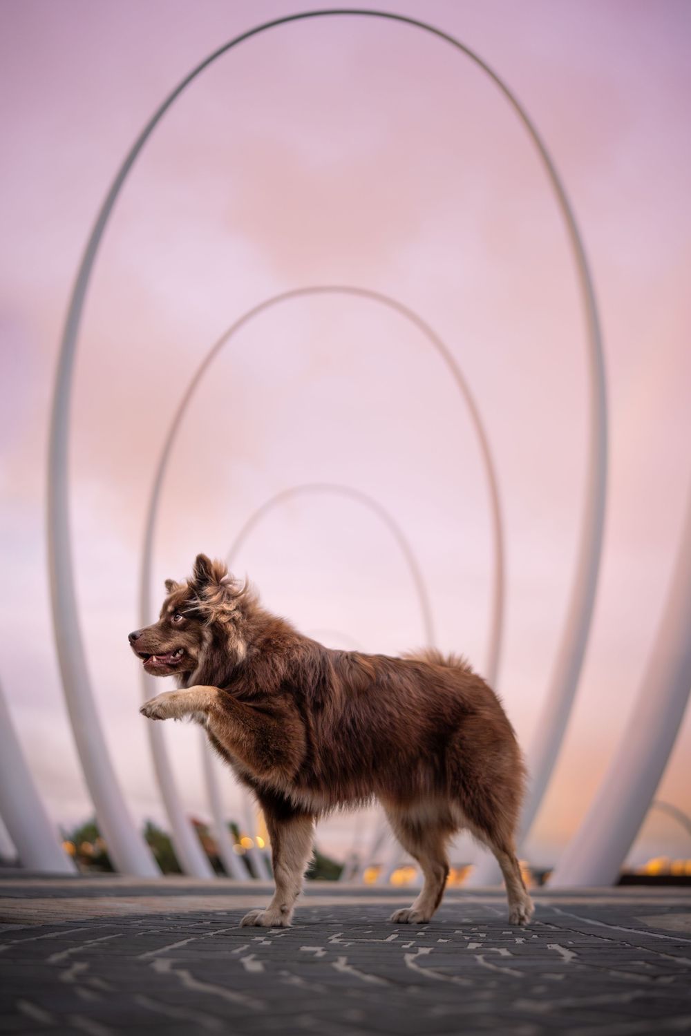 Fluffy brown dog standing on a paved path with large oval metal arch sculptures and a pink sunrise sky at Elizabeth Quay.