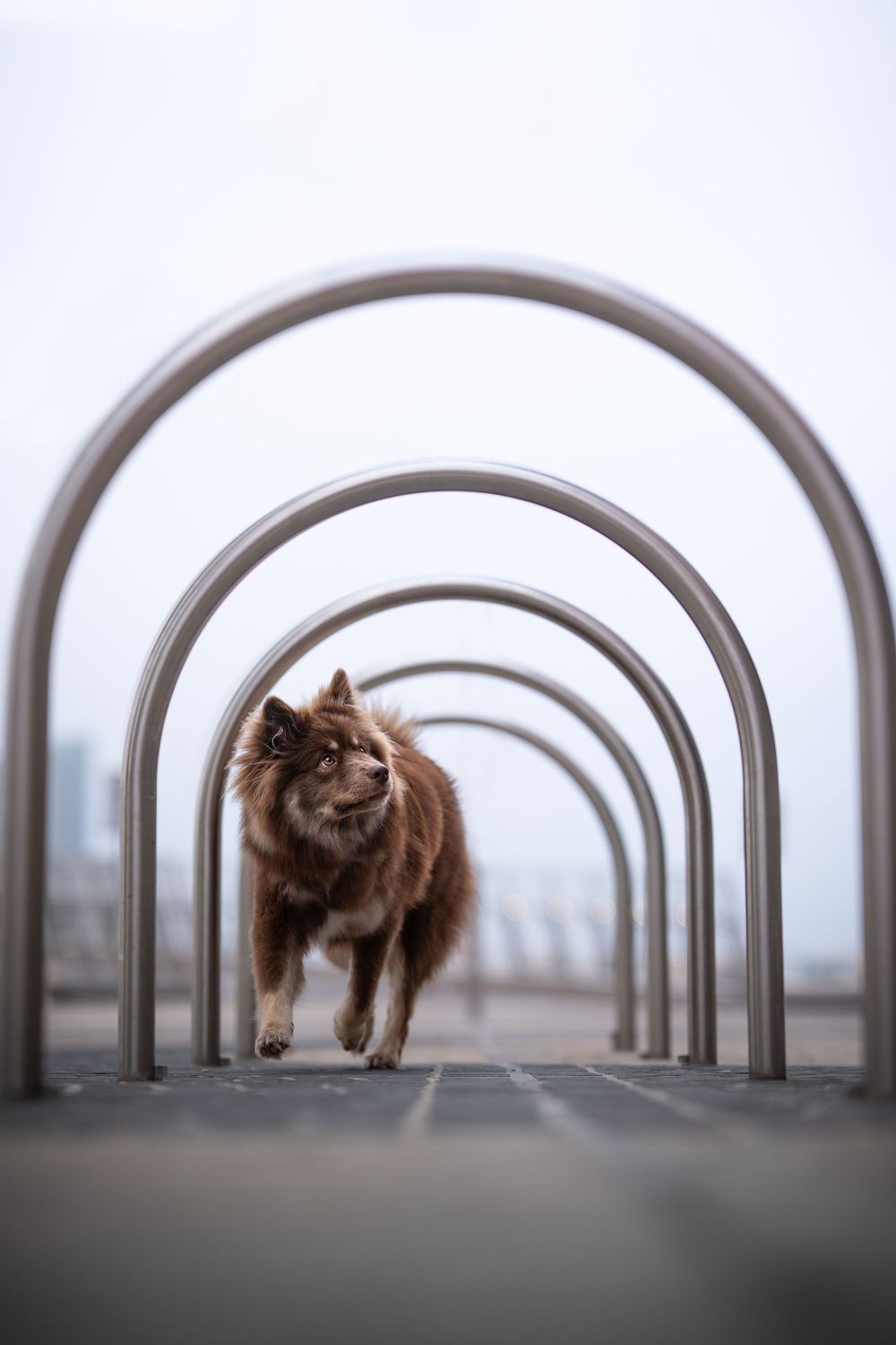 Fluffy brown dog walking through a series of metal arch bike racks outdoors on a cloudy day.