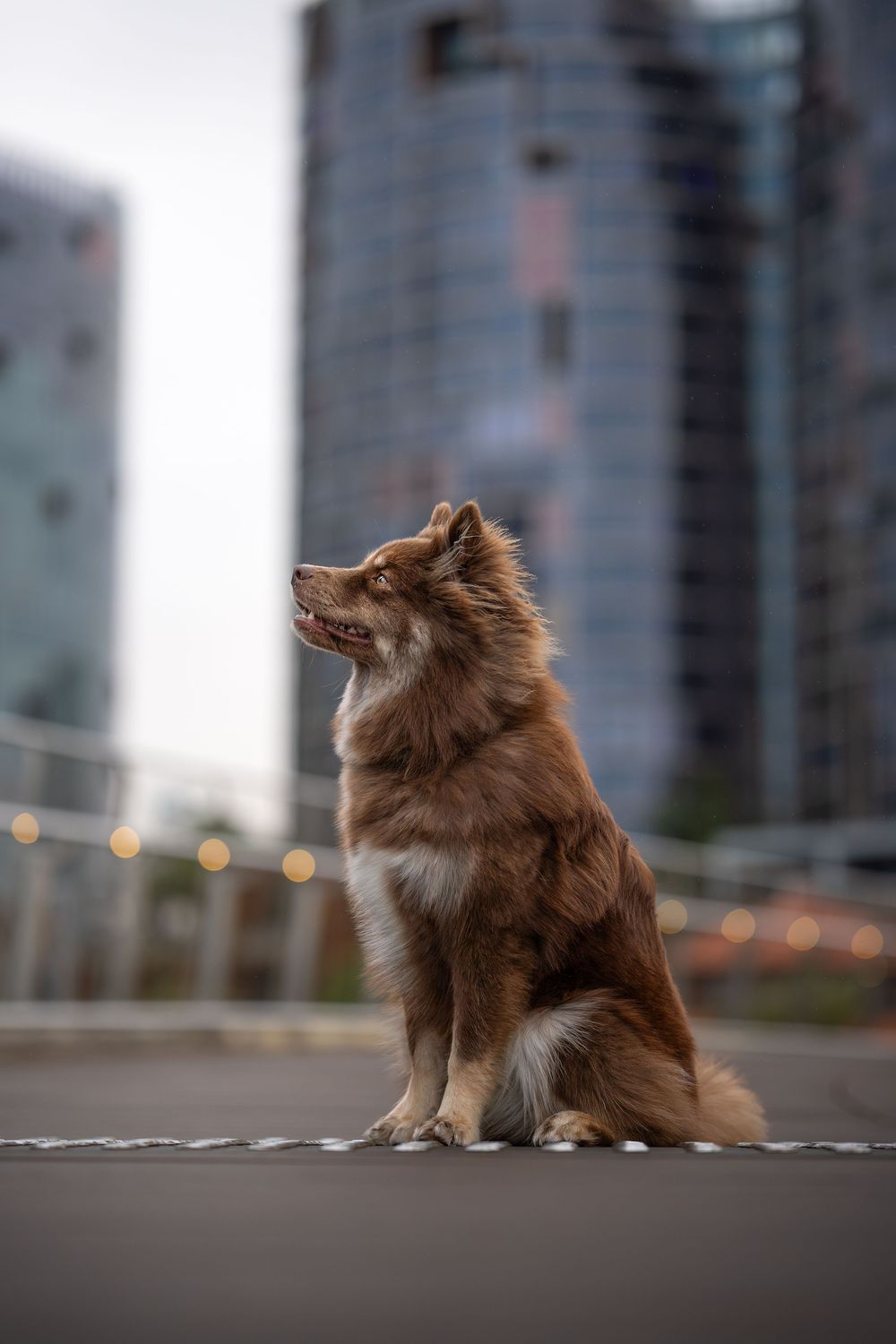 A fluffy brown dog sits with modern skyscrapers in the blurred background.