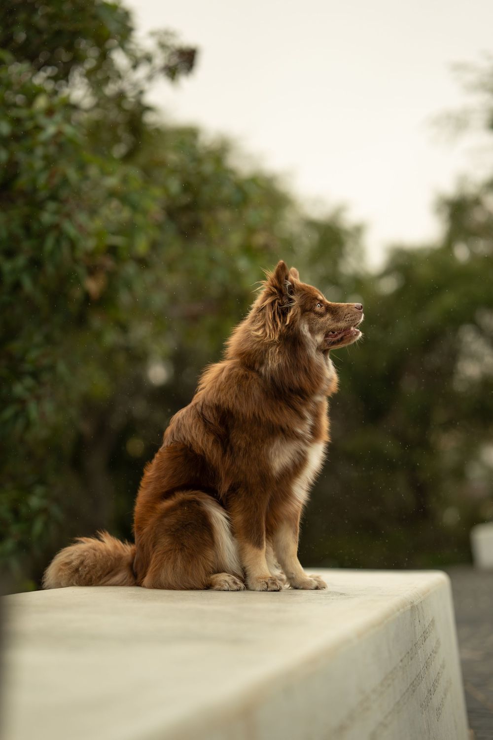 A fluffy brown dog sits alert on a white ledge outdoors, surrounded by lush green trees in a park setting at Elizabeth Quay in Perth.