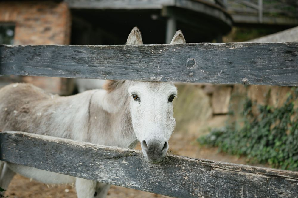 White horse peeks through weathered wooden fence rails on a rustic farm.