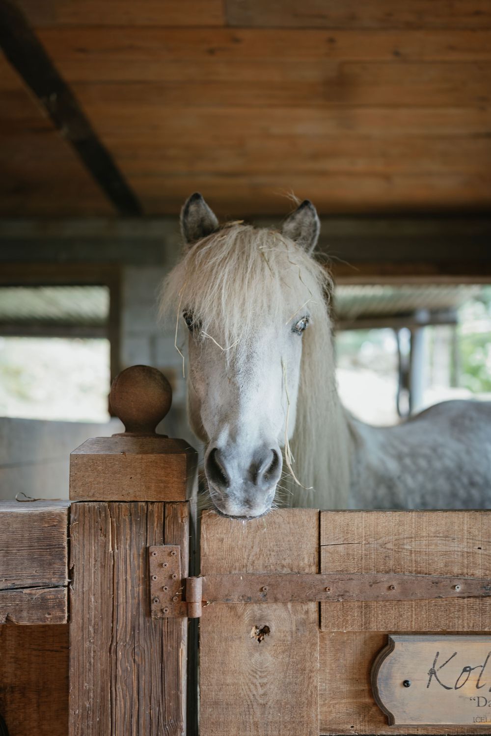 White horses peek over wooden stable stalls with rustic wooden beams and partitions.