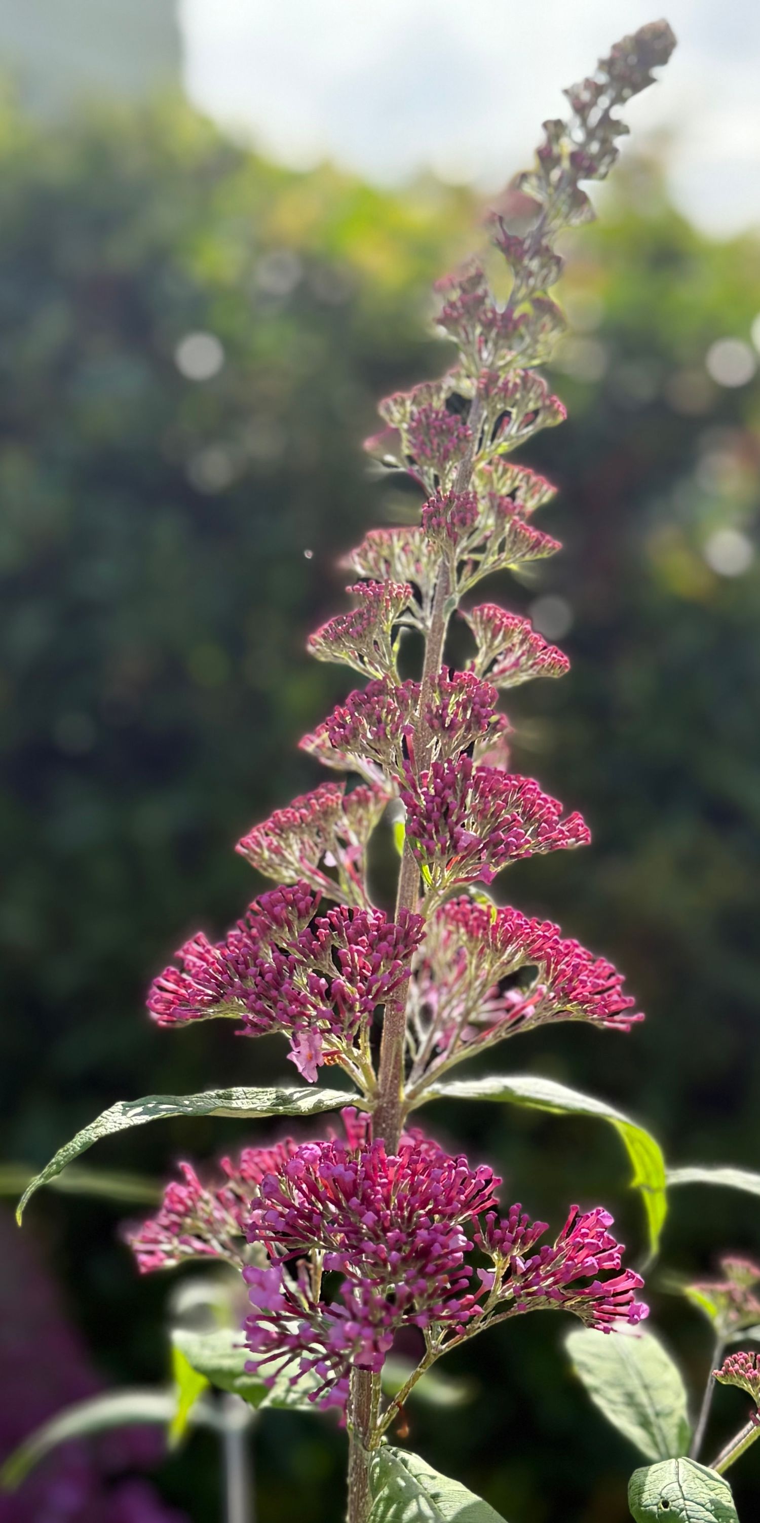 Tall purple butterfly bush flower spike blooming in garden with green bokeh background in sunlight.