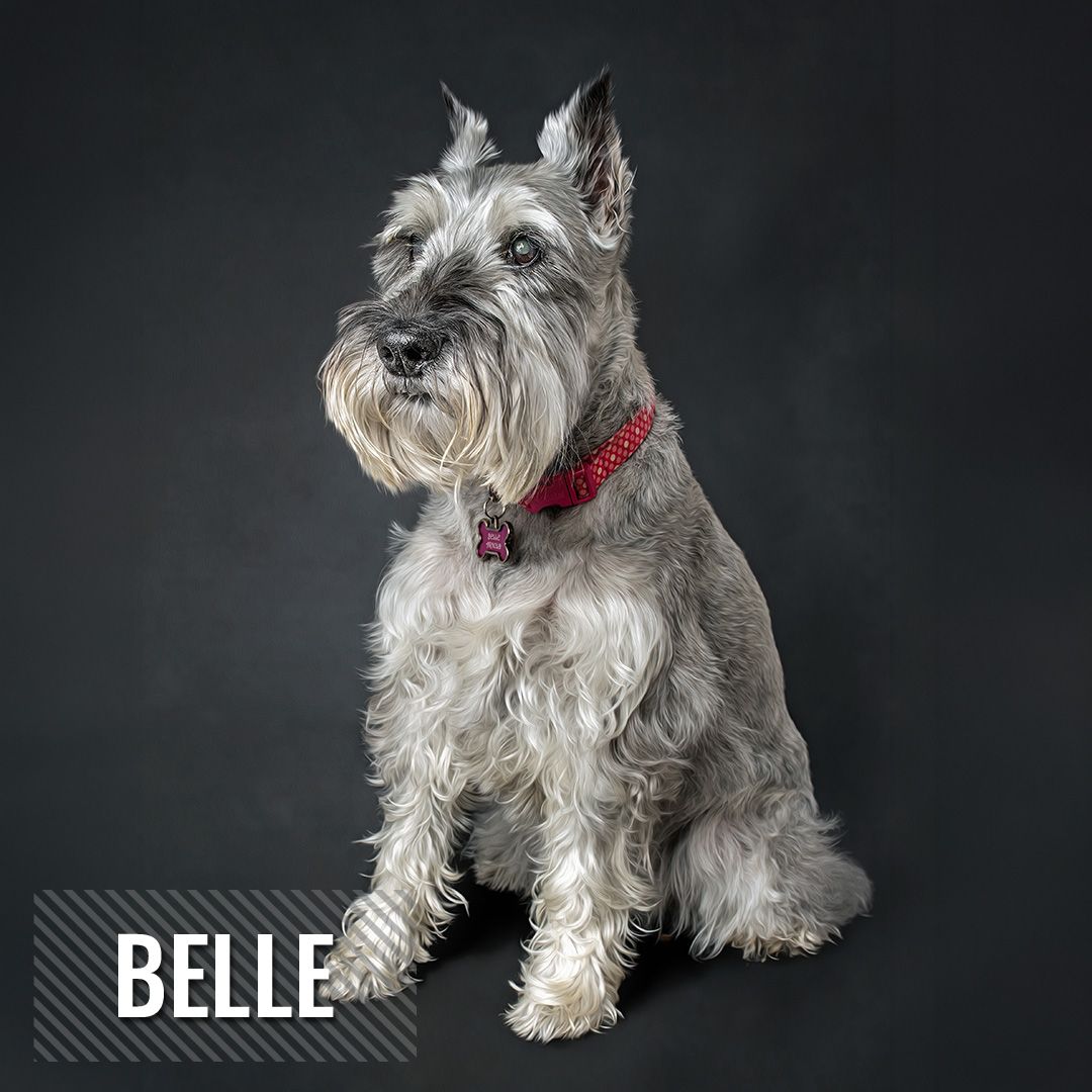 A gray Miniature Schnauzer dog with a red collar sits alertly against a dark background.