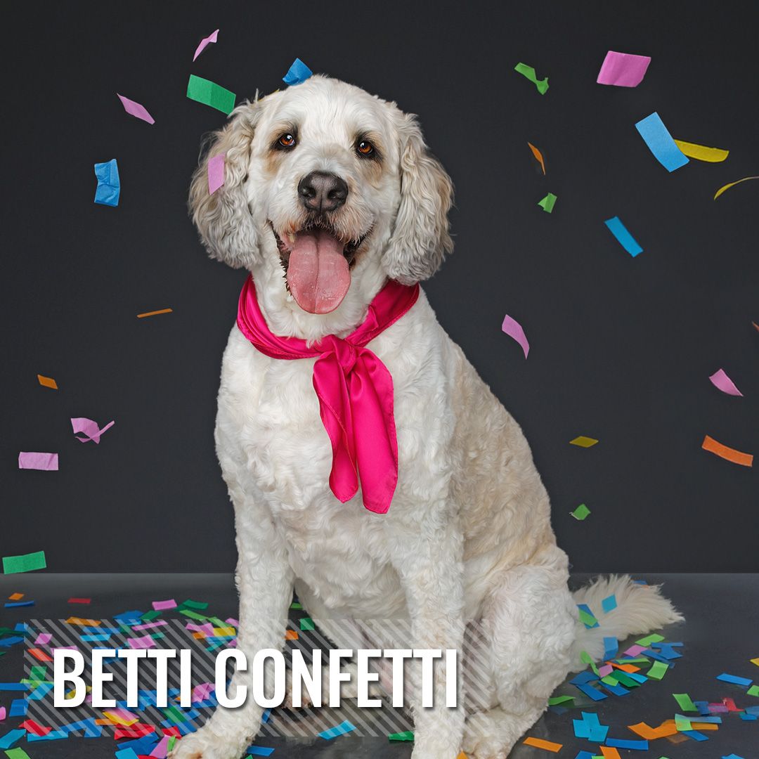 White poodle mix dog wearing pink bow tie poses with colorful confetti scattered around against dark background.