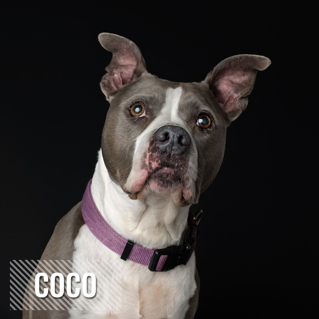 Gray and white pit bull mix wearing a purple collar poses against black background in professional studio portrait.