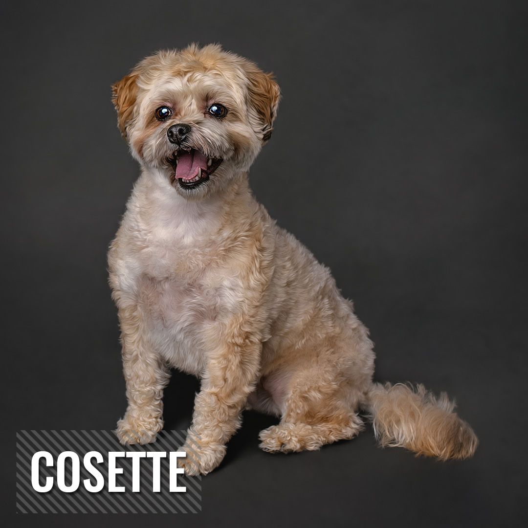 Small tan Shih Tzu dog with fluffy fur shown in five different poses against dark backgrounds.