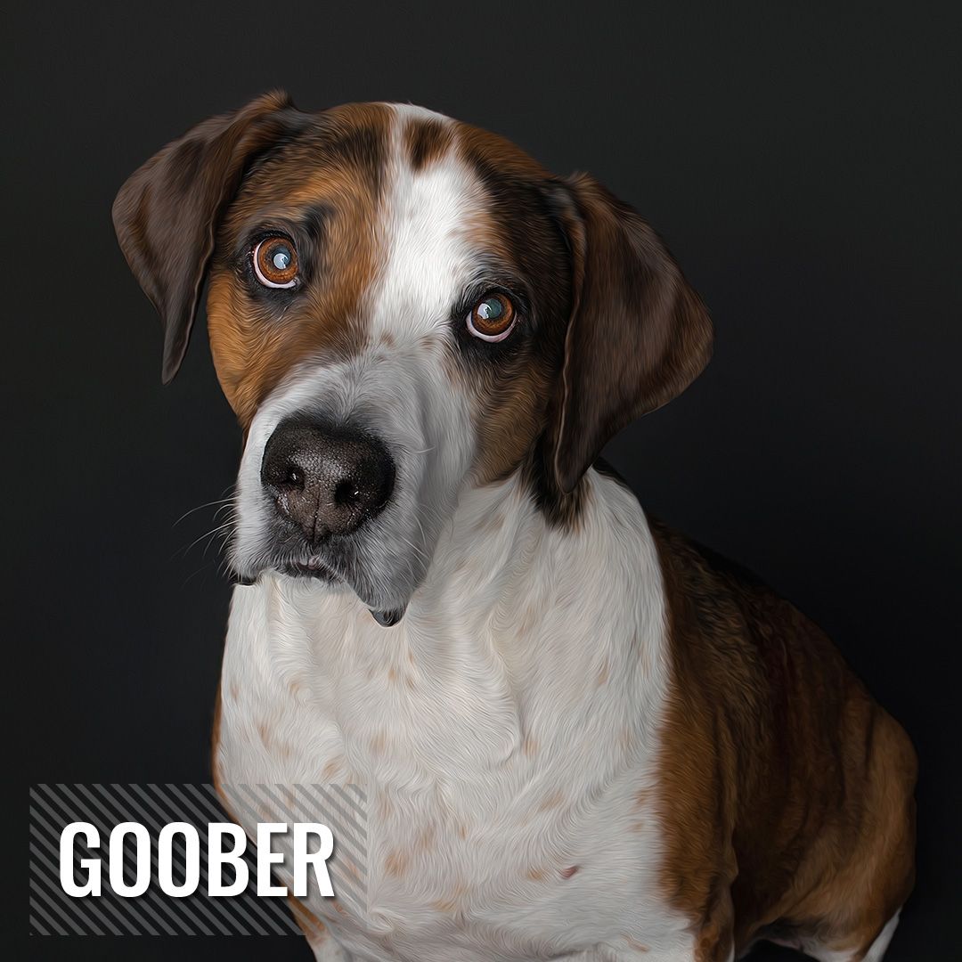 A brown and white hound dog with bright eyes poses for a studio portrait against a dark background with text reading Goober.
