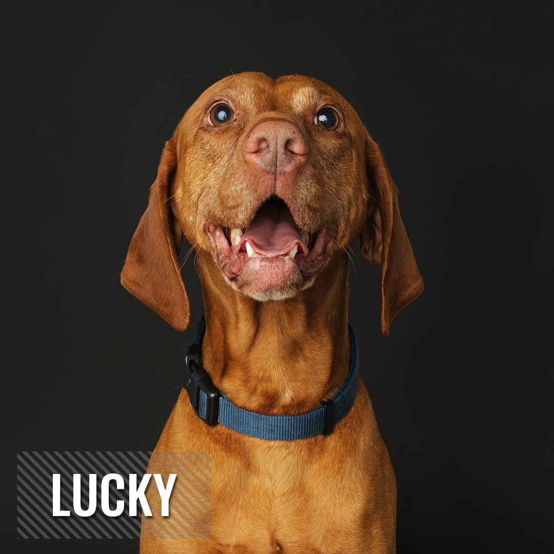 A happy Vizsla dog with reddish-brown fur and a blue collar shows a cheerful expression in a series of portraits.