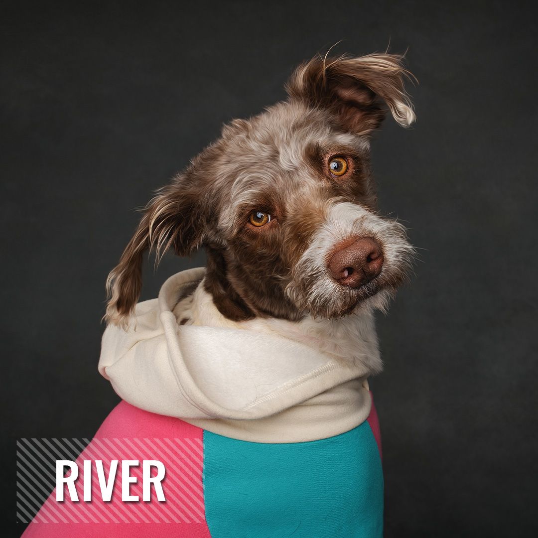 Brown and white dog with expressive eyes wearing colorful neck accessories against dark background.