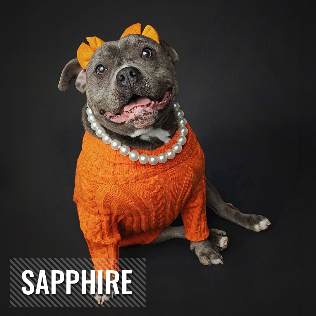 Gray pit bull wearing an orange knit sweater and pearl necklace poses against dark background.