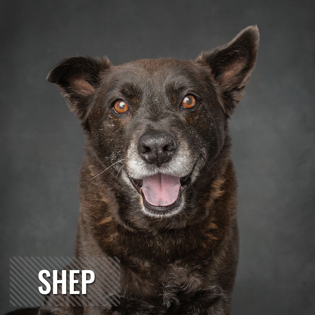 Black dog with brown eyes and gray muzzle shows different facial expressions against dark background.