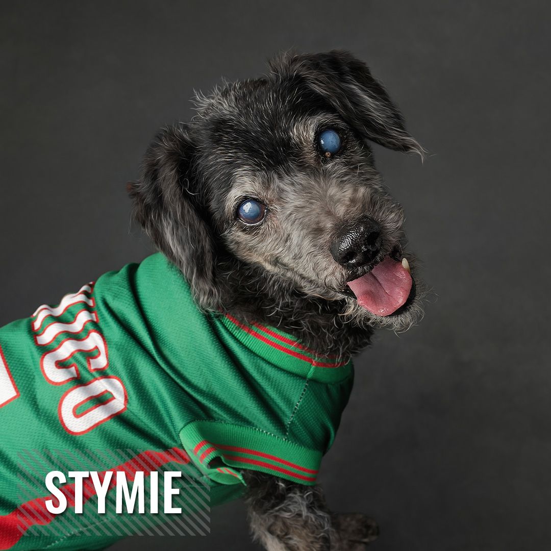 Small black dog wearing green sports jersey poses in sequence of photos showing different playful expressions.