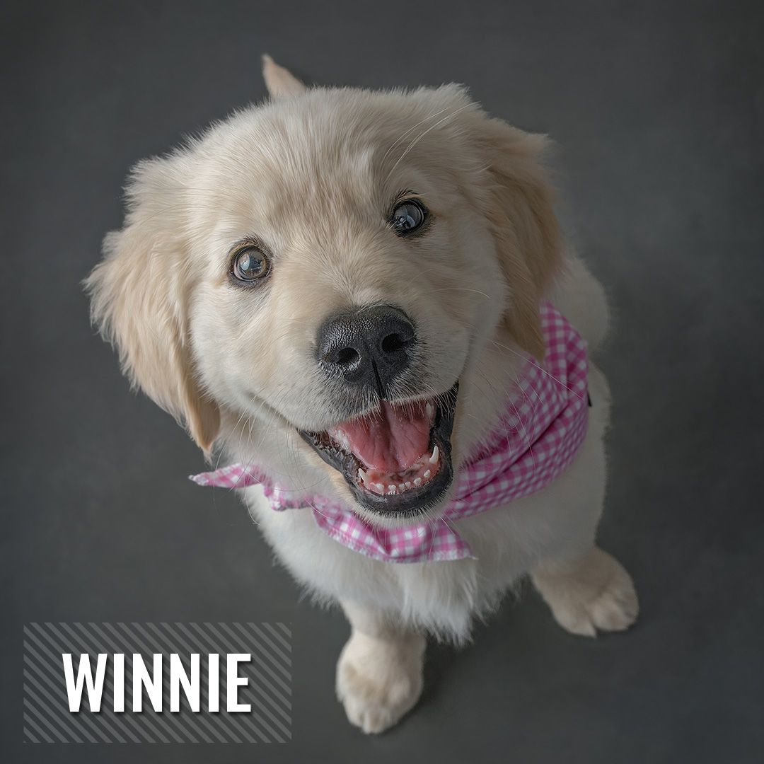 Happy white dog wearing pink bandana smiles at camera in series of expressive poses against dark background.