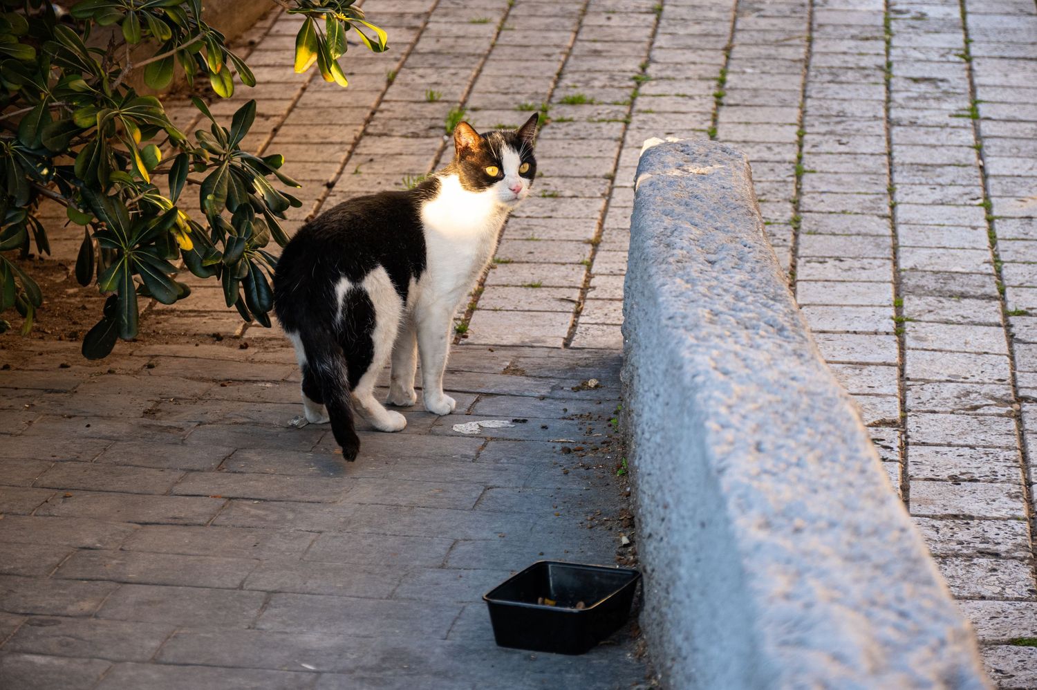Black and white cat walking on a brick paved path near green plants and a planter pot.
