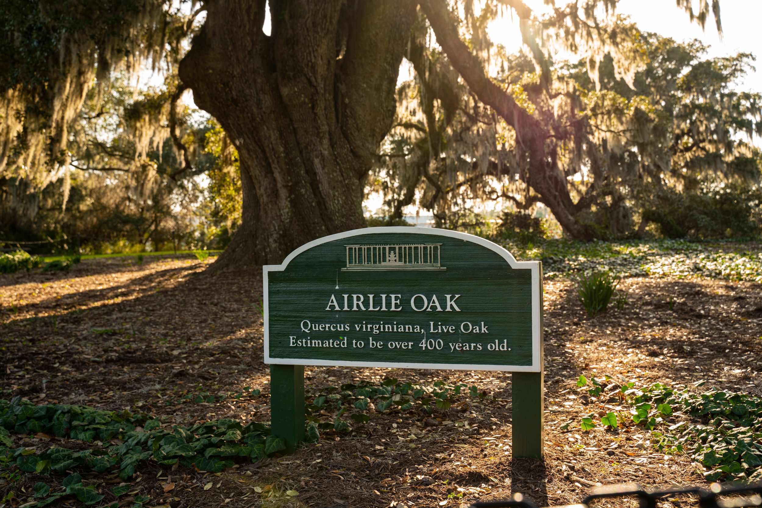 A green sign marks the historic Airlie Oak tree with Spanish moss hanging from branches in golden sunlight.