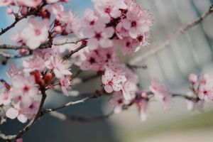 Delicate pink cherry blossoms bloom against a soft blue sky on a spring day.
