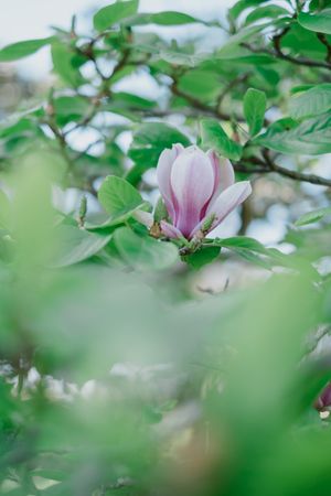 A delicate pink magnolia flower blooms among soft green leaves in a dreamy spring garden setting.