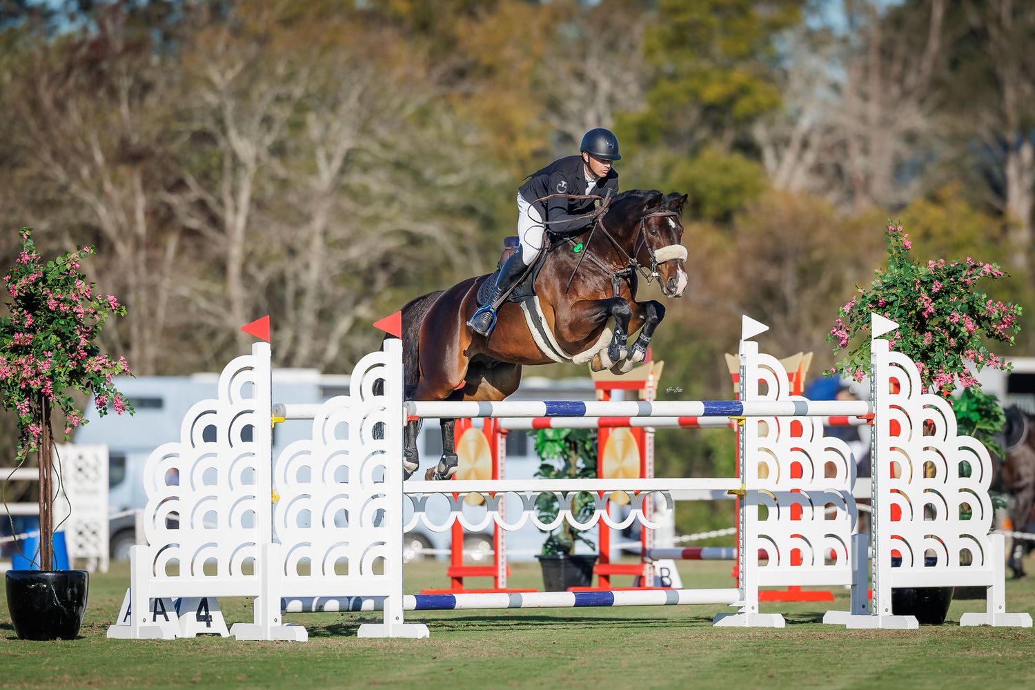Ned Calcraft and his stallion Glenara Stately jumping 1.45m at SJA. © Simon Scully, 2026.