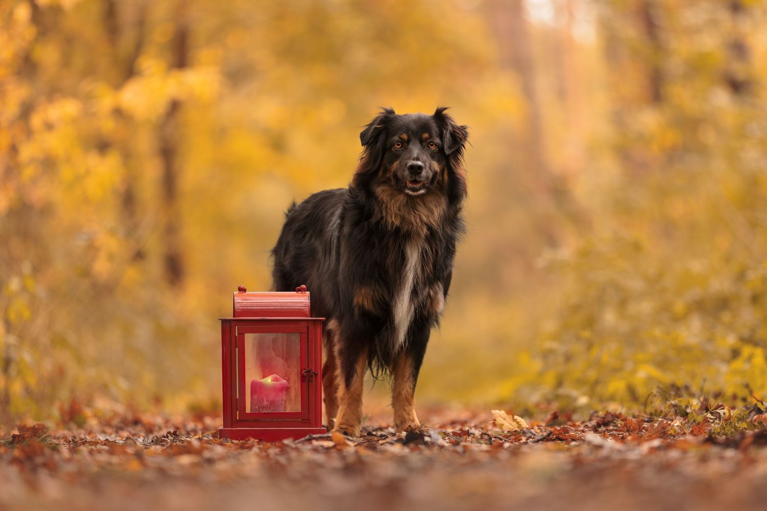 Black and tan dog standing beside a red lantern on a leaf-covered path in an autumn forest.