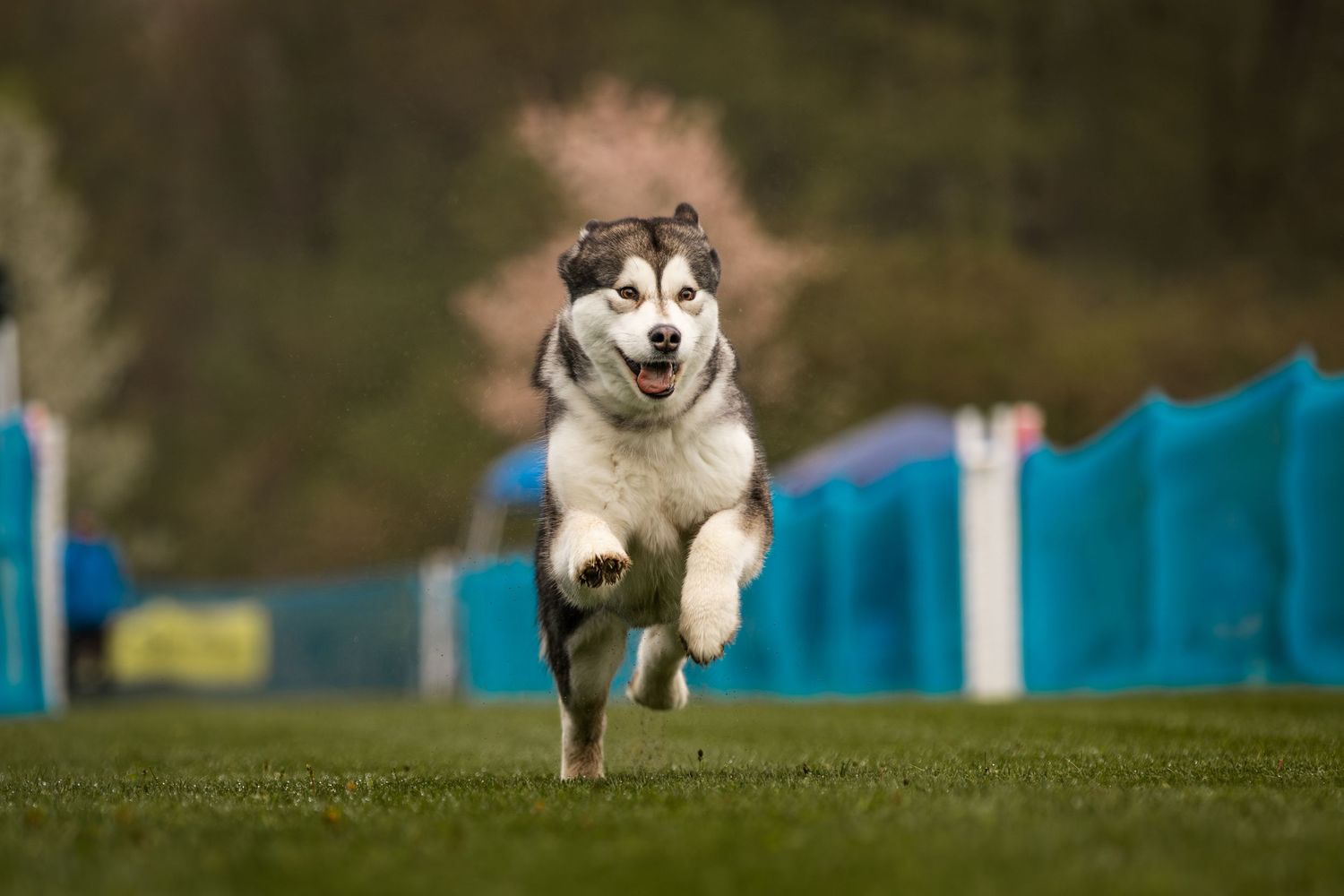 Siberian Husky dog running at full speed on green grass during an outdoor agility competition event.