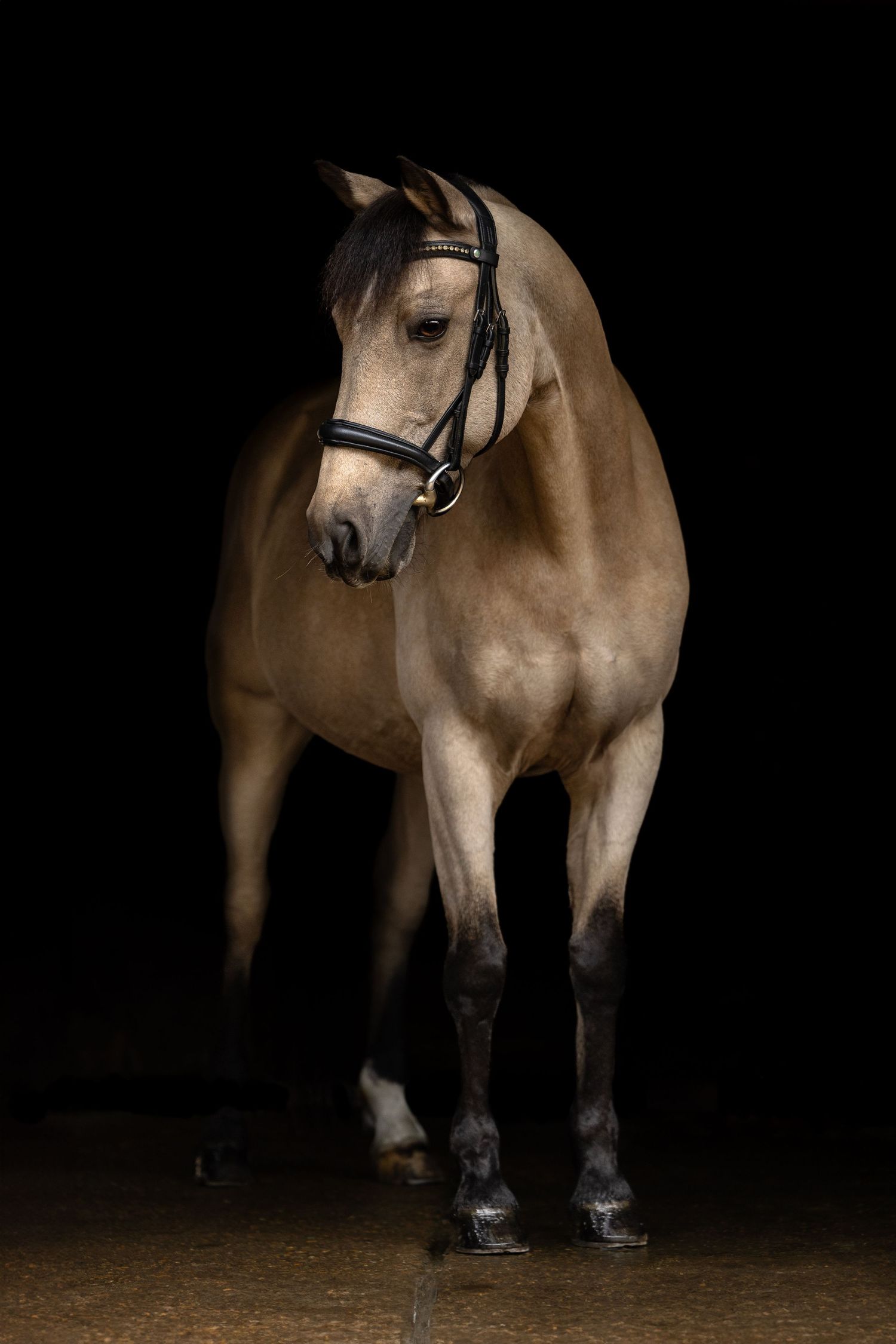 horse photography