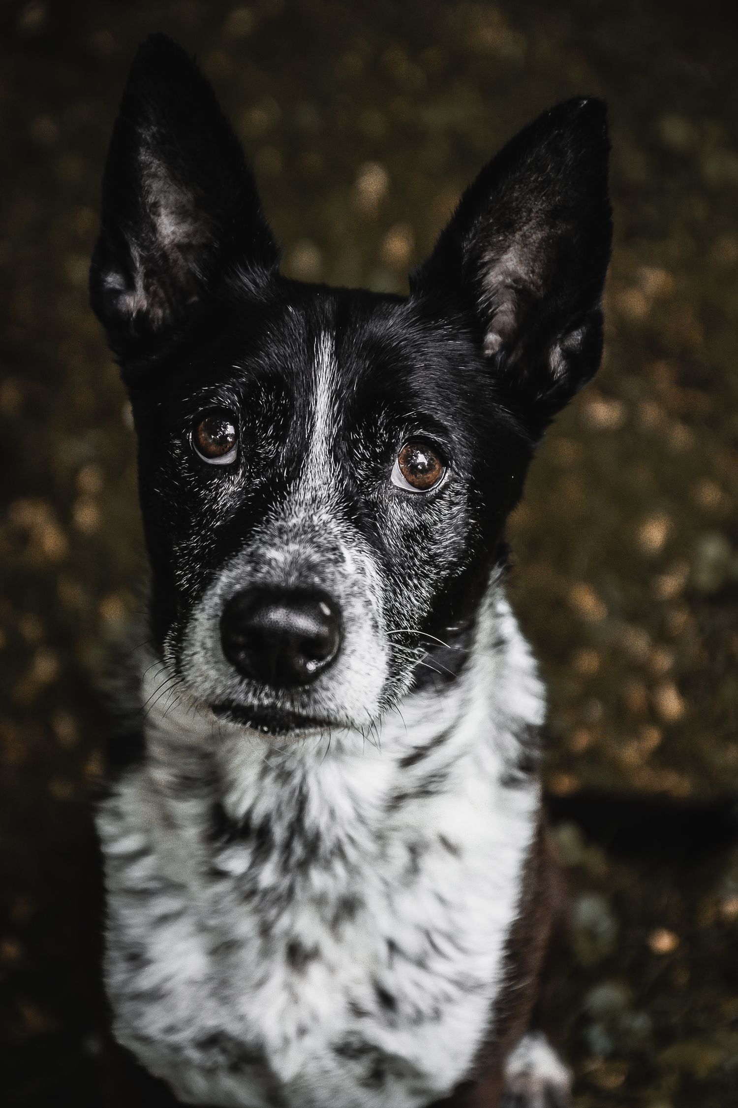 Close-up portrait of a black and white border collie mix dog with brown eyes looking at camera.