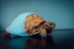 Photographe pour vétérinaires, animaux en Belgique. Photographe pour entrepreneurs.