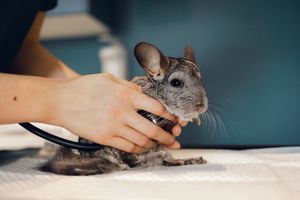 Photographe pour vétérinaires, animaux en Belgique. Photographe pour entrepreneurs.