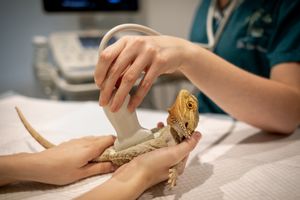 Photographe pour vétérinaires, animaux en Belgique. Photographe pour entrepreneurs.