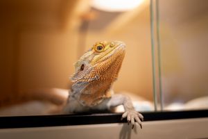 Photographe pour vétérinaires, animaux en Belgique. Photographe pour entrepreneurs.